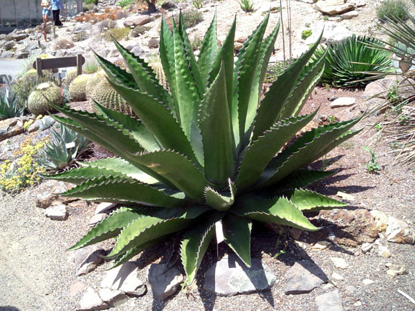 Berkeley Botanical - 03