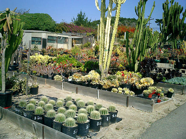 Cactus Crawl - 07