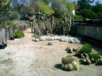 Cactus Crawl - 06