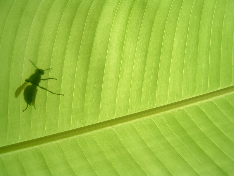 Karen-Insect