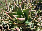 DSCN2062